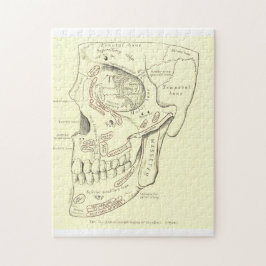 VintageanatomiAnterolateral region av skallen Pussel