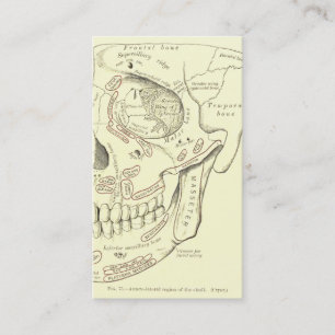 VintageanatomiAnterolateral region av skallen Visitkort