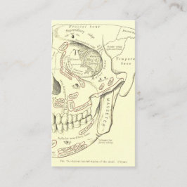 VintageanatomiAnterolateral region av skallen Visitkort