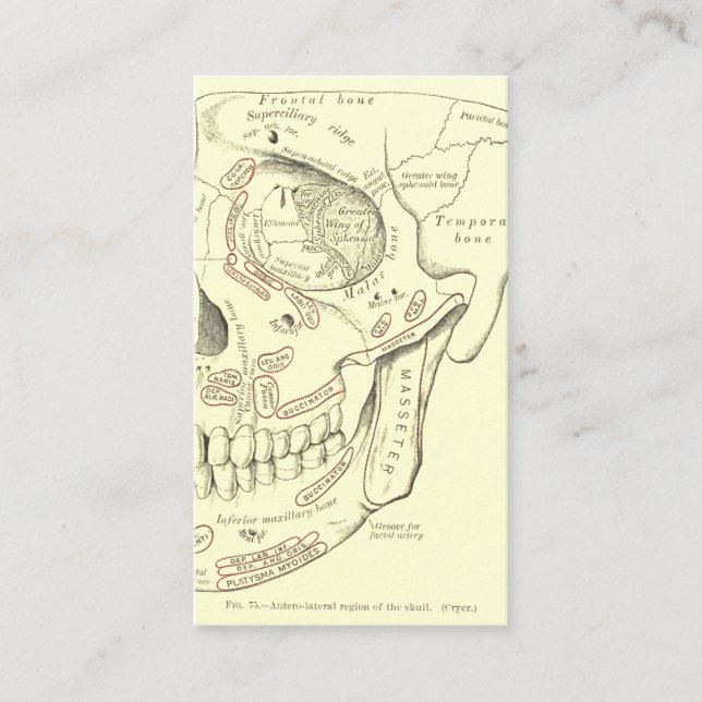 VintageanatomiAnterolateral region av skallen Visitkort (Framsida)
