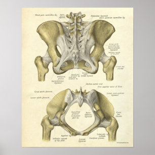 Vintageanatomitrycket benar ur bäcken poster