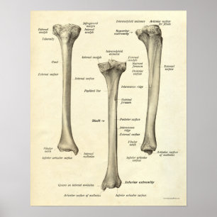 Vintageanatomitrycket benar ur tibiaen poster