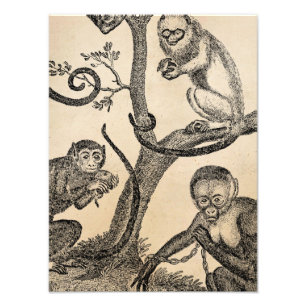 Vintageapaillustration - apor 1800's fototryck