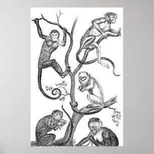 Vintageapaillustration - apor 1800's poster