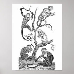 Vintageapaillustration - apor 1800's poster