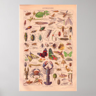 Vintagearthopodsaffisch 1920 poster