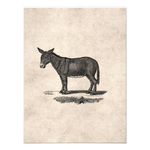 Vintageåsnaillustration - åsnor 1800's fototryck