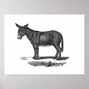 Vintageåsnaillustration - åsnor 1800's poster