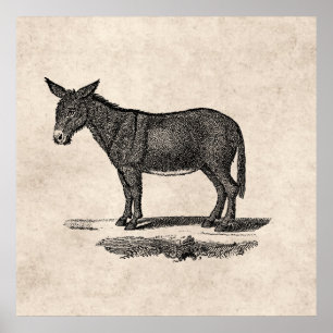 Vintageåsnaillustration - åsnor 1800's poster