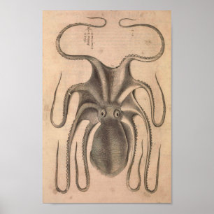 Vintagebläckfisktryck Poster