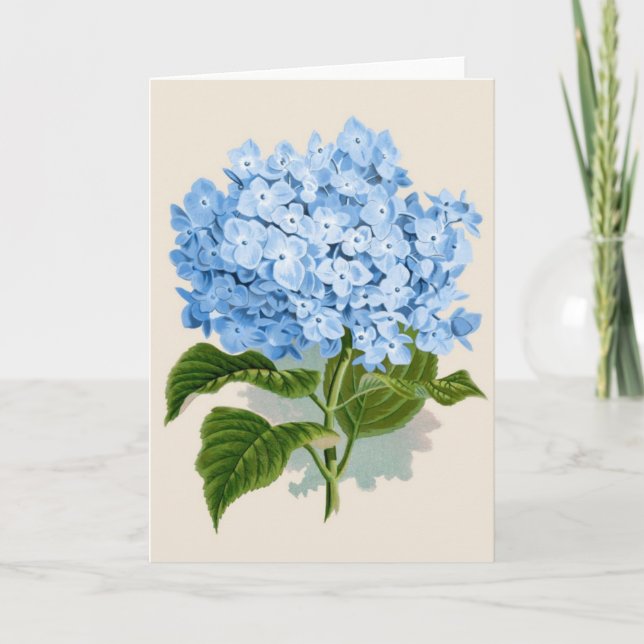 Vintageblåttvanlig hortensia kort (Framsida)