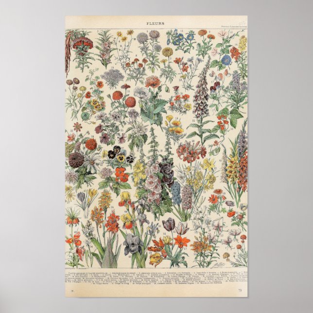 Vintageblommor av Adolphe Millot Poster (Framsidan)