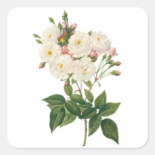 Vintageblommor Blush Noisette Ros Redoute Fyrkantigt Klistermärke