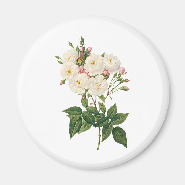 Vintageblommor Blush Noisette Ros Redoute Magnet (Framsidan)