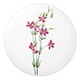 Vintageblommor - Centaurium av Mary Vaux Walcott Knopp