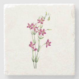 Vintageblommor - Centaurium av Mary Vaux Walcott Stenunderlägg