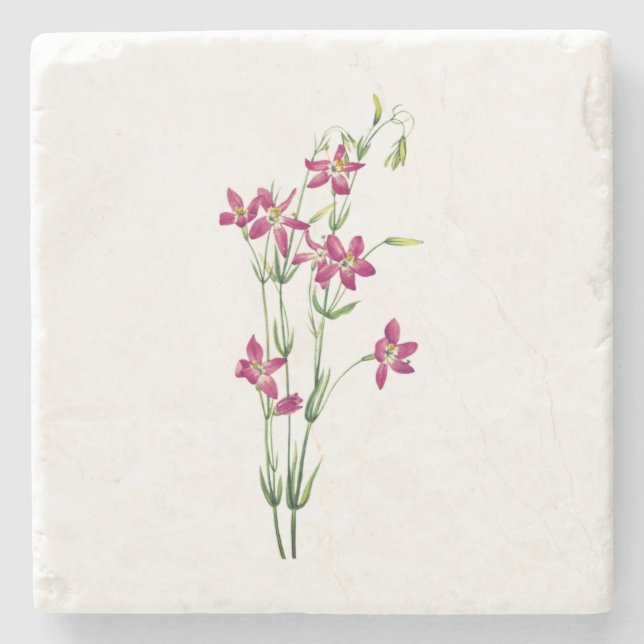 Vintageblommor - Centaurium av Mary Vaux Walcott Stenunderlägg (Framsidan)