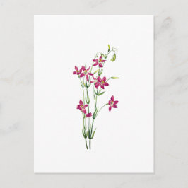 Vintageblommor - Centaurium av Mary Vaux Walcott Vykort