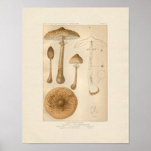 Vintagechampinjontryck Poster