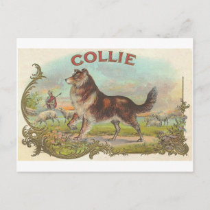 VintageColliehund Vykort