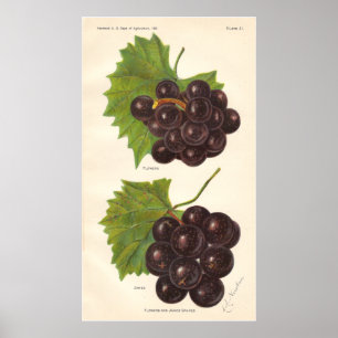 Vintagedruvaaffisch Poster