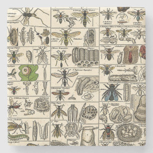 Vintageentomologi Stenunderlägg
