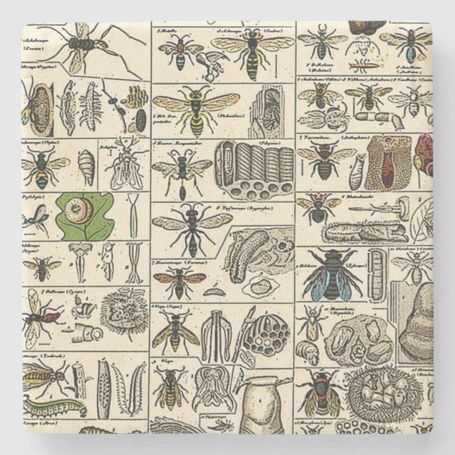 Vintageentomologi Stenunderlägg (Framsidan)