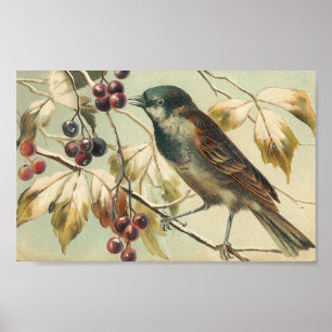 Vintagefågel och bär poster