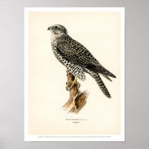 Vintagefågelillustration - Gyr falkaffisch Poster