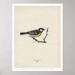 Vintagefågelillustration - talgoxen poster