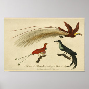 Vintagefåglar av paradisnaturhistoriatrycket poster