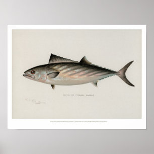 Vintagefiskar - Bonito Poster
