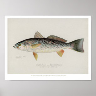 Vintagefiskar - Svag-Fisk Poster