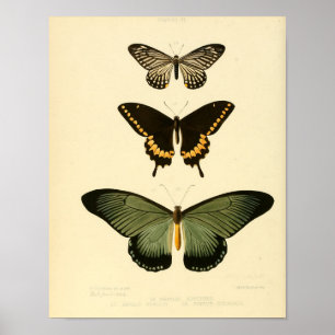 Vintagefjärilsaffisch Poster
