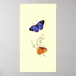 Vintagefjärilsaffisch Poster
