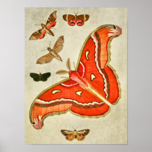 Vintagefjärilstryck 381 poster
