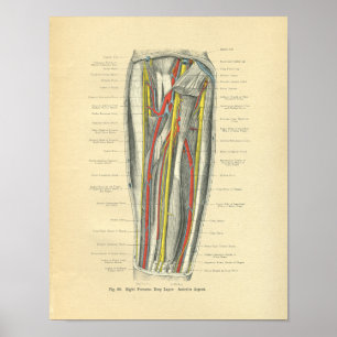 VintageFrohse anatomi av underarmen Poster