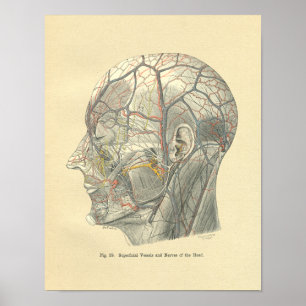 VintageFrohse Anatomical skyttlar av huvudet Poster