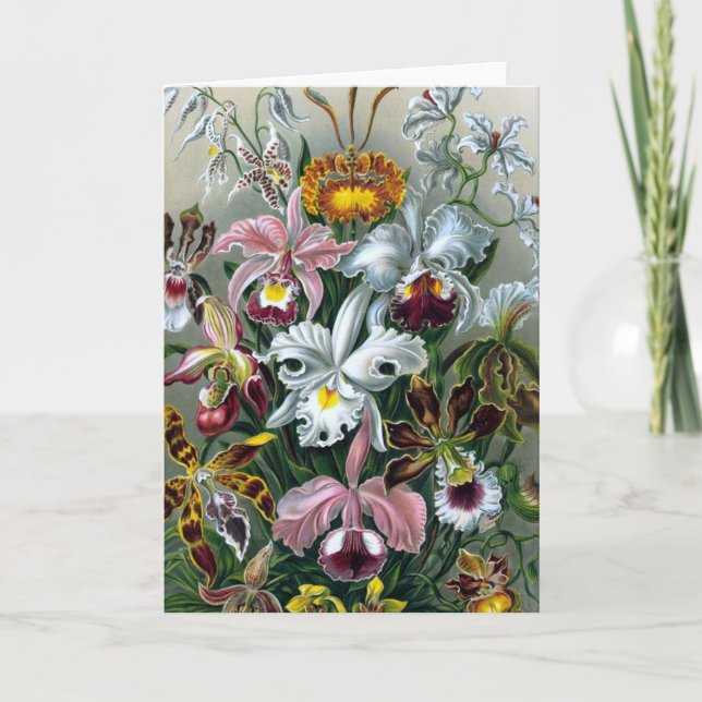 VintageHaekel botaniskt kort (Framsida)