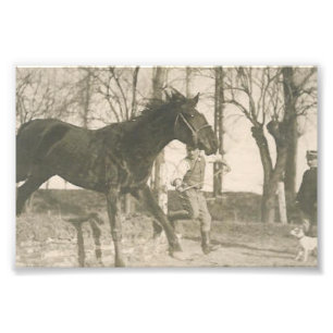 Vintagehästfoto Fototryck