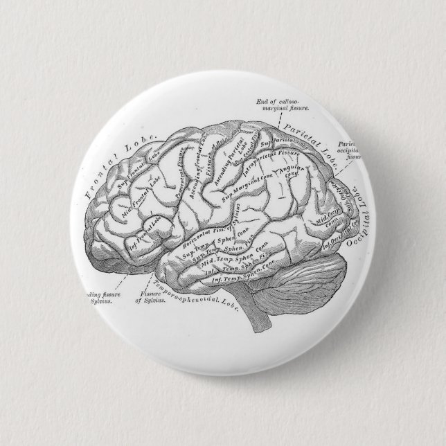 Vintagehjärnanatomi Knapp (Framsida)