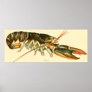 Vintagehummerillustration (1895) poster
