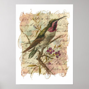 VintageHummingbird Poster