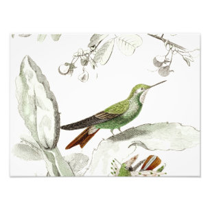 VintageHummingbirdillustration - fåglar 1800's Fototryck