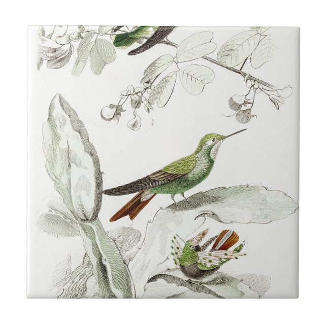VintageHummingbirdillustration - fåglar 1800's Kakelplatta (Framsidan)