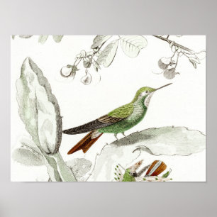 VintageHummingbirdillustration - fåglar 1800's Poster