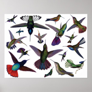 VintageHummingbirds Poster