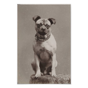 Vintagehund Fototryck