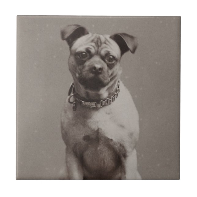 Vintagehund Kakelplatta (Framsidan)