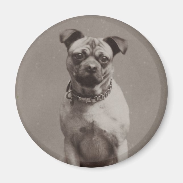 Vintagehund Magnet (Framsidan)